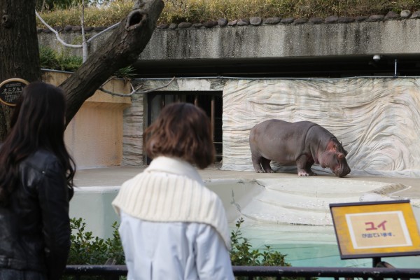 ueno-zoo-nhk-world-17