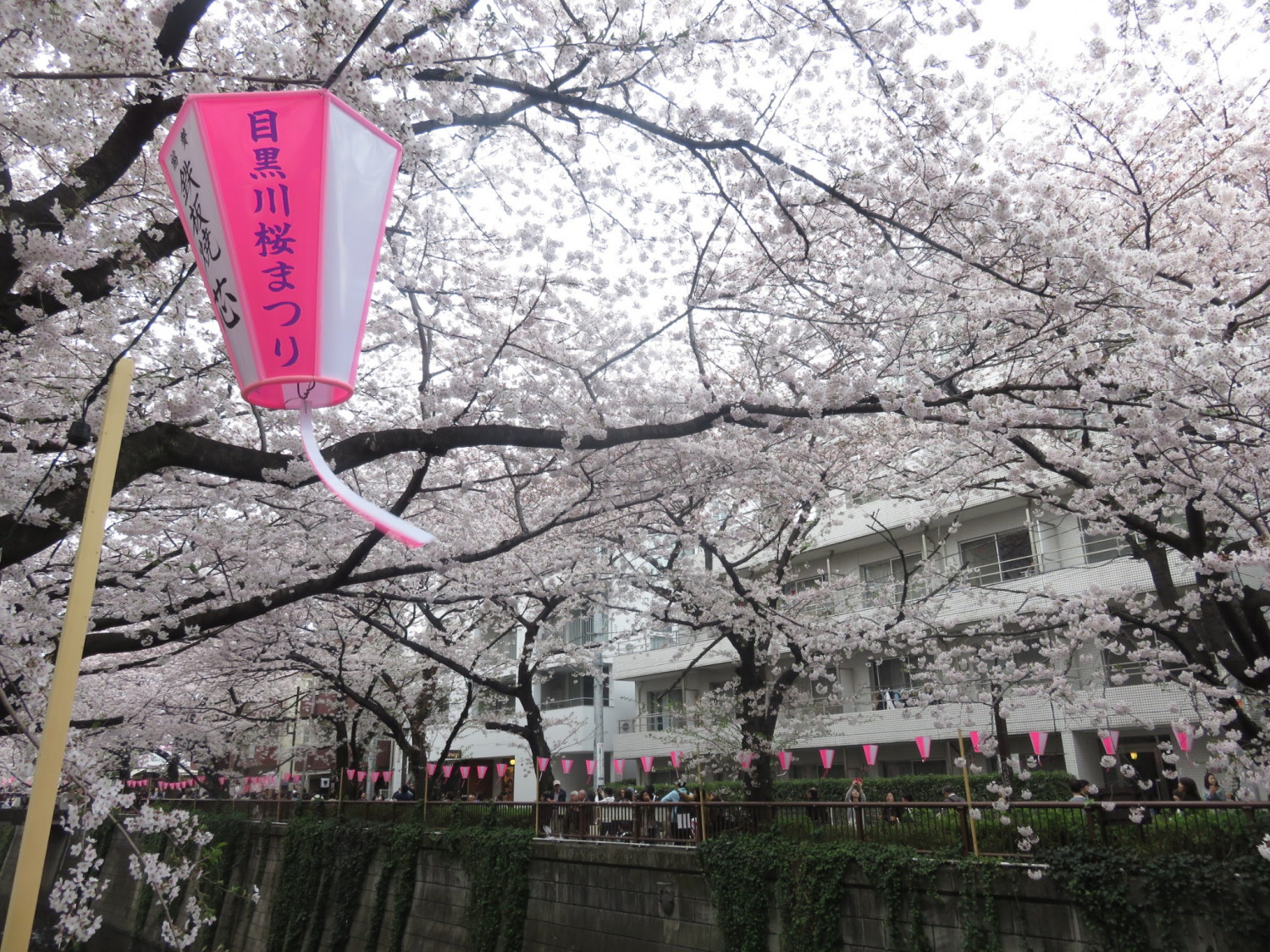Perfect Spots for Hanami : Where to View The Sakura!