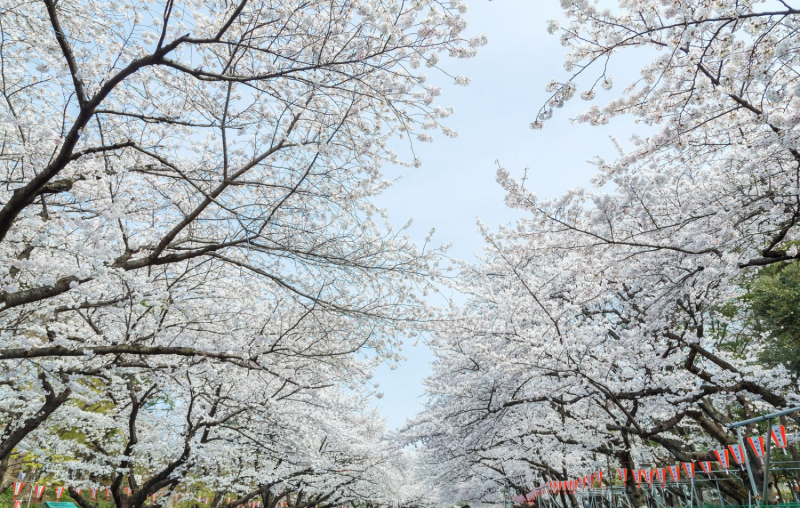 cherry blossom_sakura_hanami_05