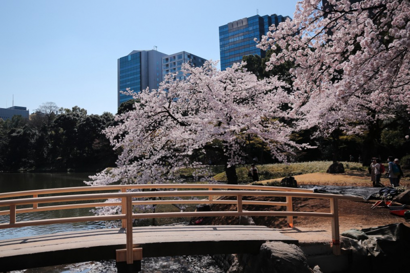 cherry blossom_sakura_hanami_07