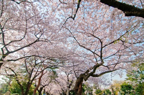 cherry blossom_sakura_hanami_11