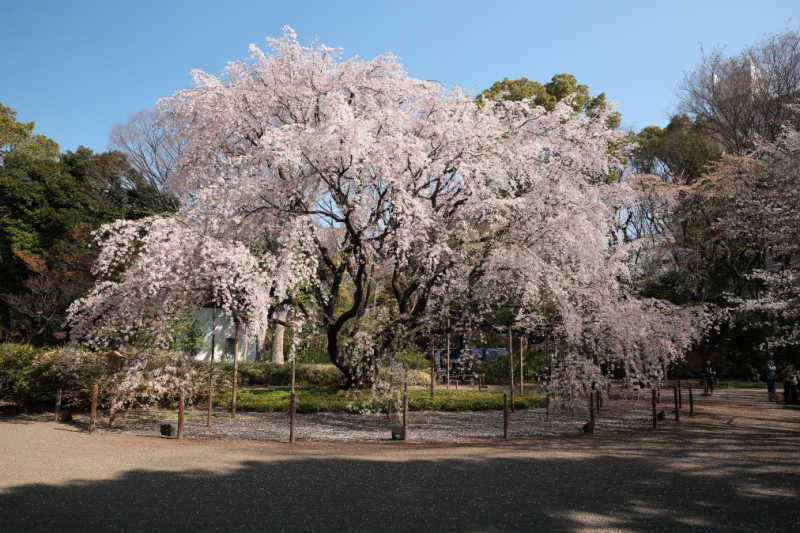 cherry blossom_sakura_hanami_12