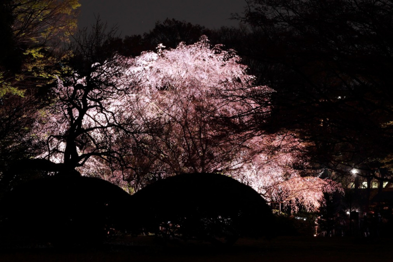 cherry blossom_sakura_hanami_13