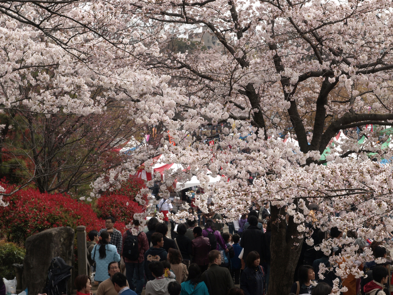 cherry blossom_sakura_hanami_01