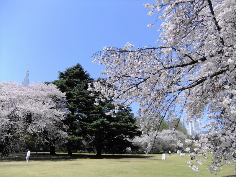 cherry blossom_sakura_hanami_02
