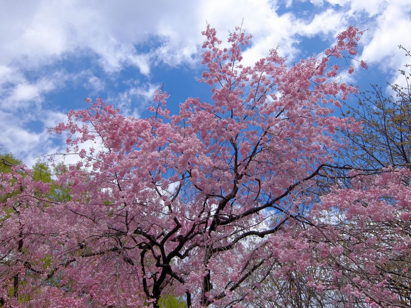 cherry blossom_sakura_hanami_03