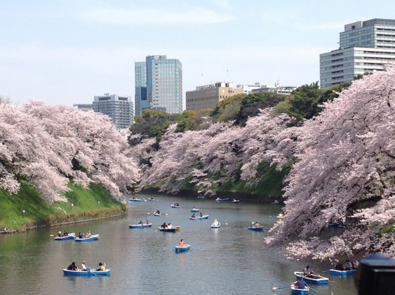 cherry blossom_sakura_hanami_15_1