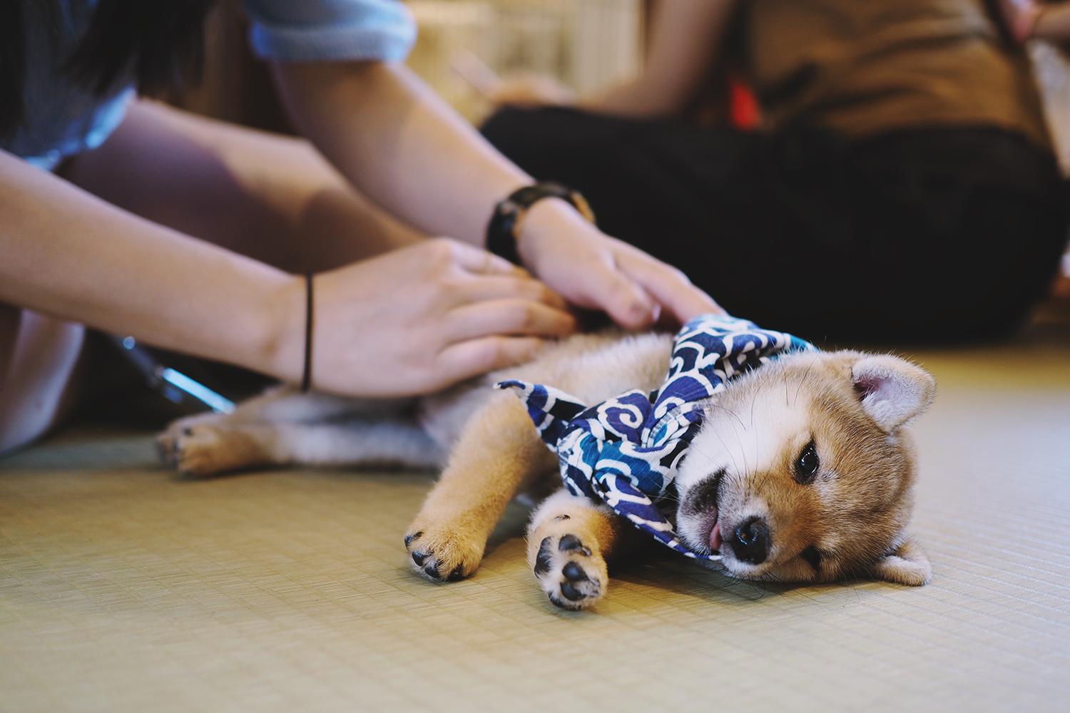 Animal Cafes in Tokyo: Cats, Dogs and…Snakes?