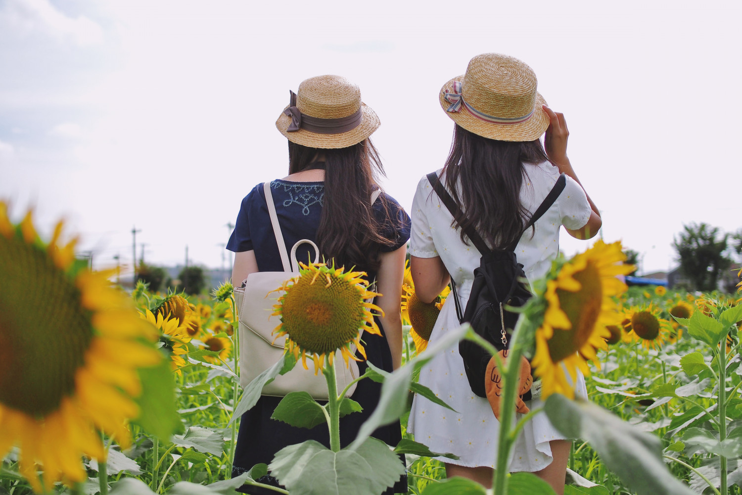 Light up Your Summer at the Sunflower Fields Around Tokyo